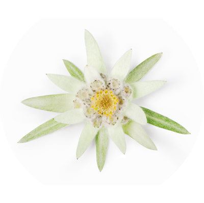 Flor de Edelweiss
