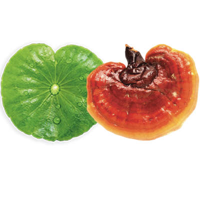 Icono Ganoderma y Centella Asi&aacute;tica