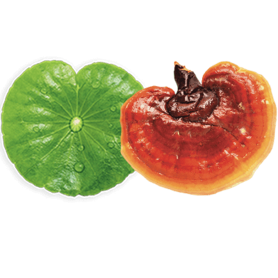 Centella Asiática y Hongo Ganoderma