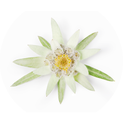 Extracto biotecnológico de la flor alpina edelweiss