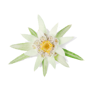 Flor de Edelweiss