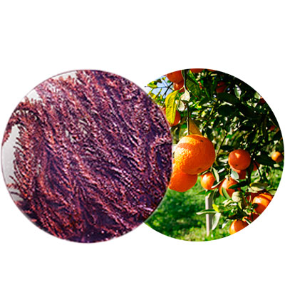 Extracto de alga roja (Porphyra umbilicalis) Vehiculizado, Oranger de Provence y el complejo calmante Mg-B Glucano 