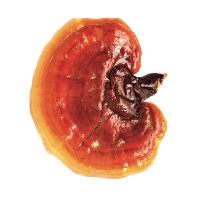 Icono hongo ganoderma lucidum