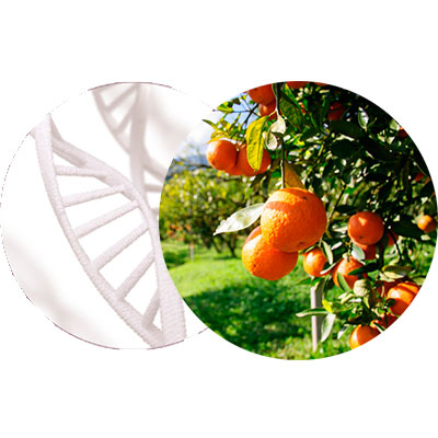 Naranjas de la Provenza, Complejo Calmante Mg-B Glucano Biotecnol&oacute;gico Biosaccharide Gum y Creatina