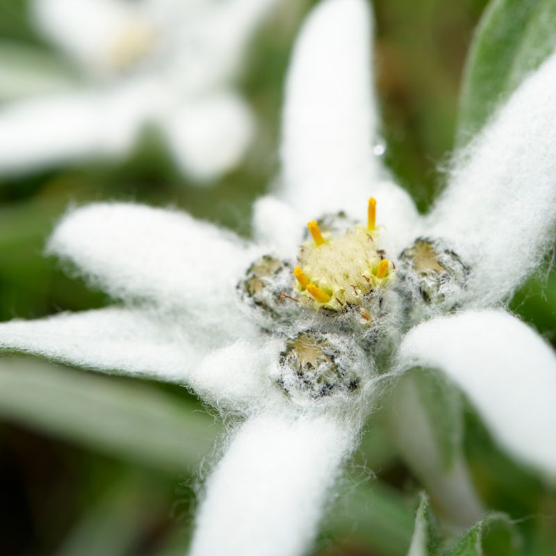 Qué es la flor de edelweiss