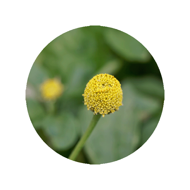 Spilanthol 50