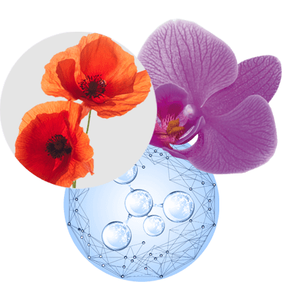 Icono Ácido hialurónico acetilado, extracto de amapola y orquídea asiática