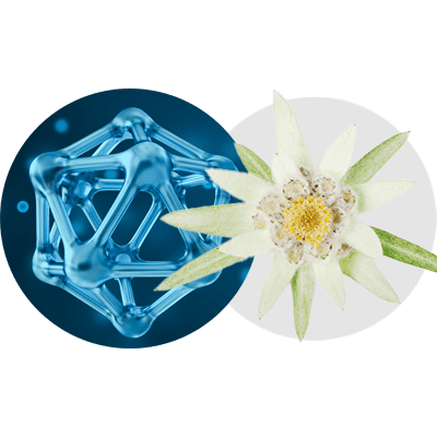 Icono Carnosina y Flor de Edelweiss