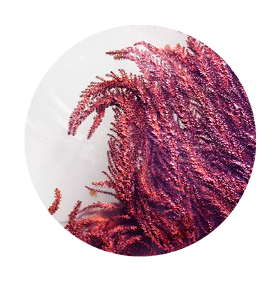 Alga Roja