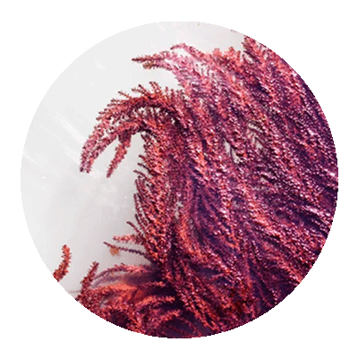 Icono Alga Roja
