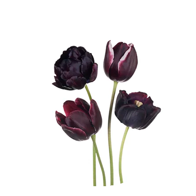 Icono Extracto de tulipán de noche