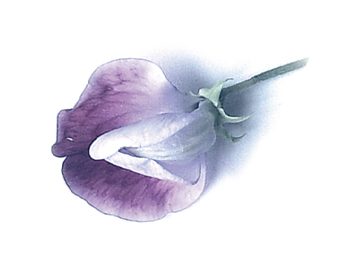 C&eacute;lulas nativas vegetales de flor de Lila