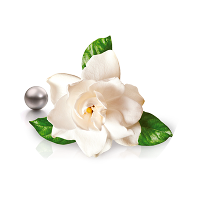 Gardenia Jasminoides y Perla Negra