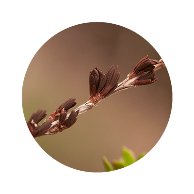 Icono Myramaze - Essence Myrothamnus