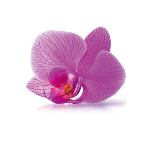 Orquídea Asiática