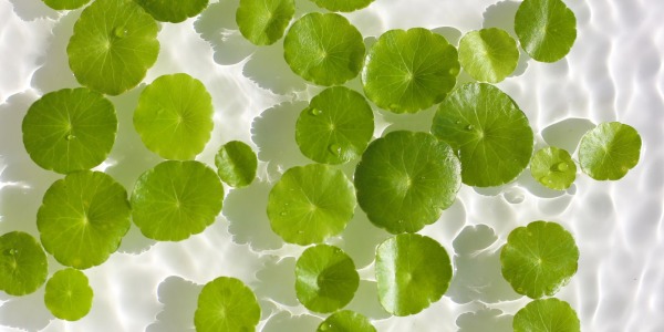 Madagascar centella asiática: qué es el madecassoside y para qué sirve