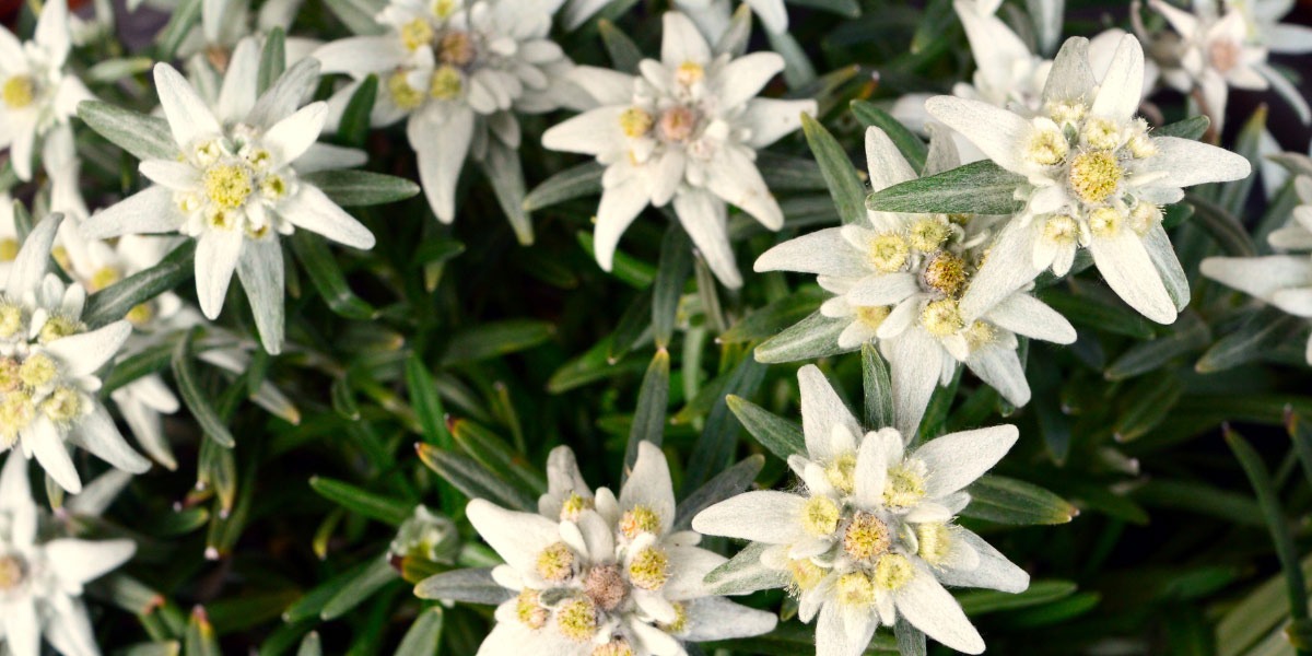 ¿Qué es la flor de Edelweiss? Beneficios en cosmética
